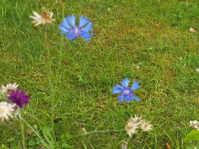 Bienenweide in der Villa Belveder Bienenweide in der Villa Belveder