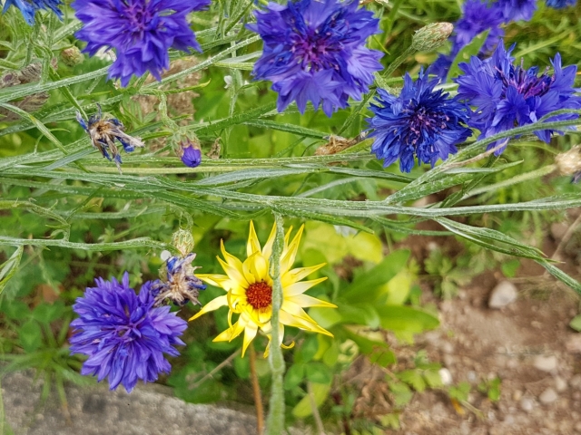 Bienenweide in der Villa Belveder Bienenweide in der Villa Belveder