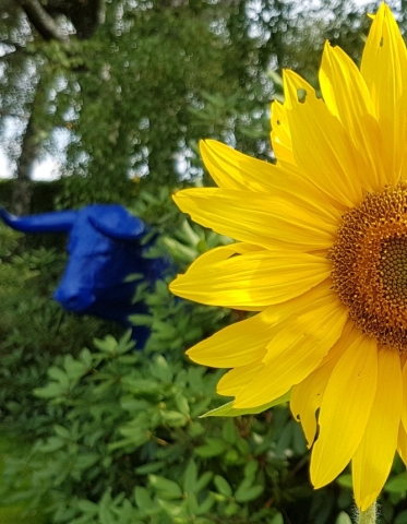 Bienenweide in der Villa Belveder