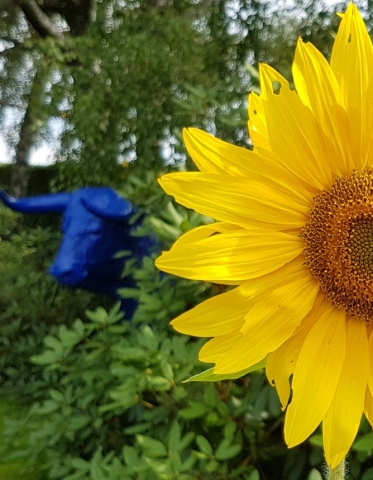 Bienenweide in der Villa Belveder