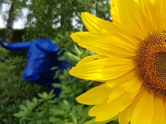 Bienenweide in der Villa Belveder Bienenweide in der Villa Belveder