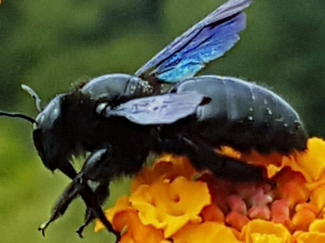 Bienenweide in der Villa Belveder Bienenweide in der Villa Belveder