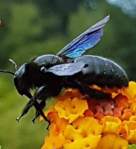 Bienenweide in der Villa Belveder