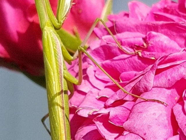 Bienenweide in der Villa Belveder Bienenweide in der Villa Belveder