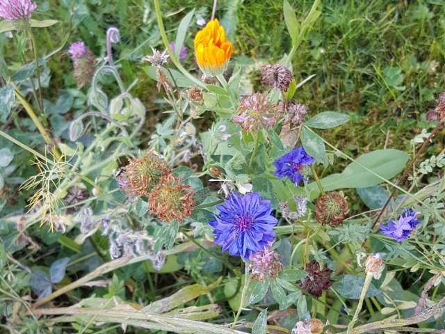 Bienenweide in der Villa Belveder Bienenweide in der Villa Belveder
