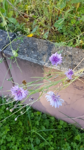 Bienenweide in der Villa Belveder