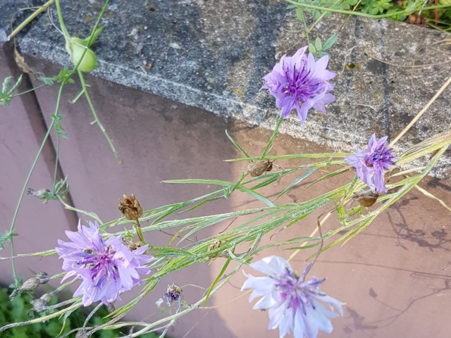 Bienenweide in der Villa Belveder Bienenweide in der Villa Belveder