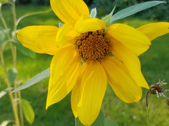 Bienenweide in der Villa Belveder Bienenweide in der Villa Belveder