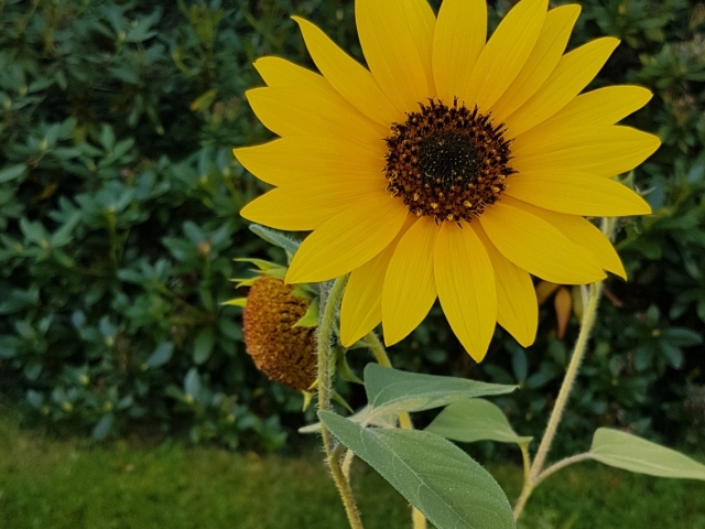 Bienenweide in der Villa Belveder Bienenweide in der Villa Belveder