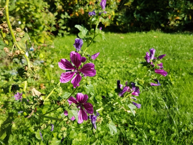 Bienenweide in der Villa Belveder Bienenweide in der Villa Belveder