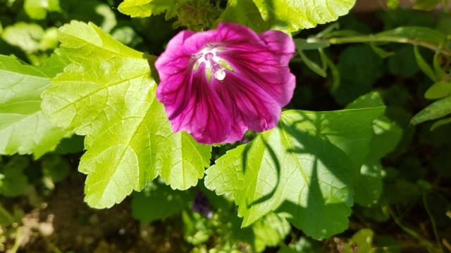 Bienenweide in der Villa Belveder