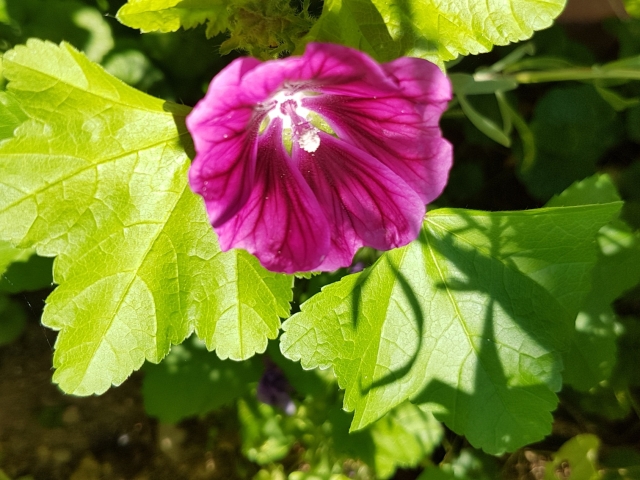 Bienenweide in der Villa Belveder Bienenweide in der Villa Belveder