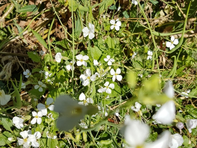 Bienenweide in der Villa Belveder Bienenweide in der Villa Belveder