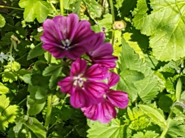 Bienenweide in der Villa Belveder Bienenweide in der Villa Belveder