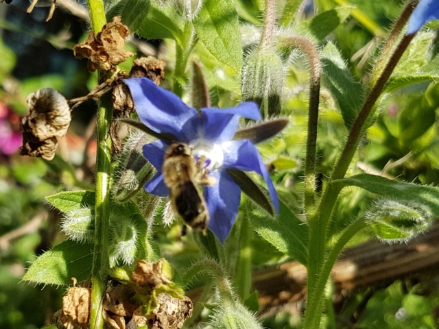 Bienenweide in der Villa Belveder Bienenweide in der Villa Belveder