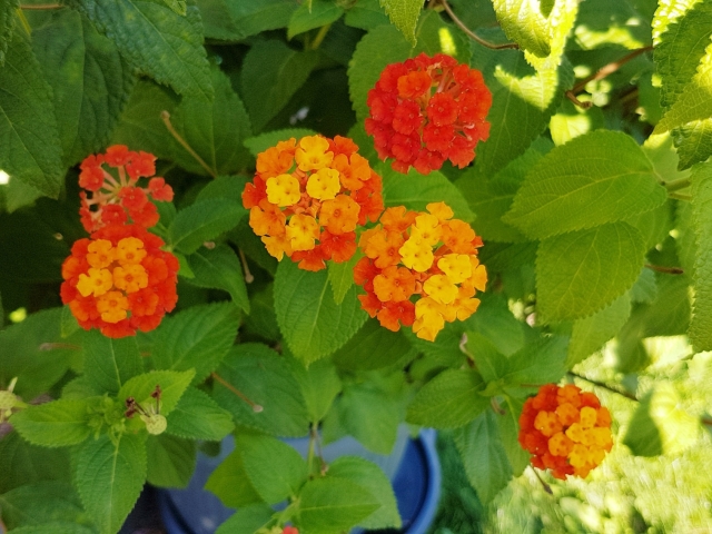 Bienenweide in der Villa Belveder Bienenweide in der Villa Belveder