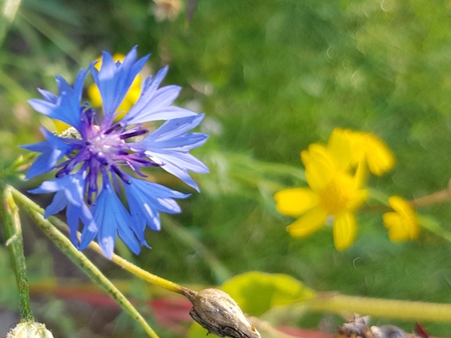 Bienenweide in der Villa Belveder Bienenweide in der Villa Belveder