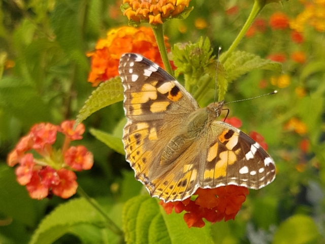 Bienenweide in der Villa Belveder Bienenweide in der Villa Belveder