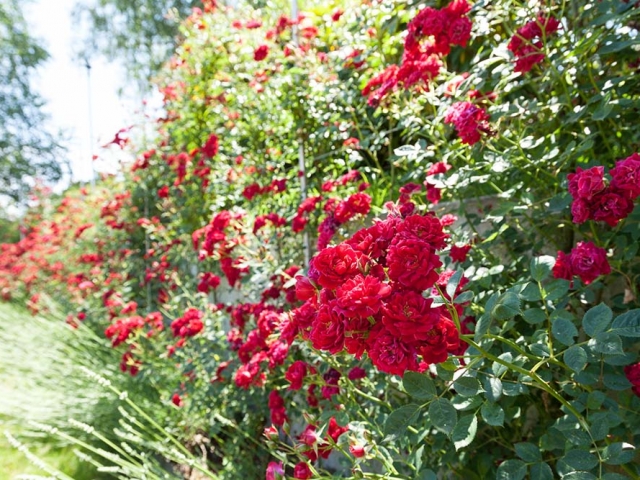 Gruß aus Baden-Baden