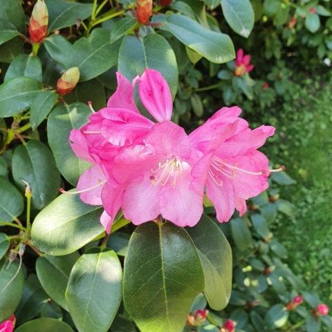 Rhododendren