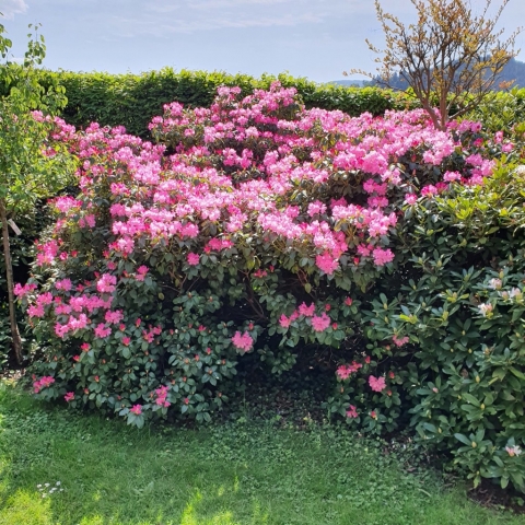 Rhododendren