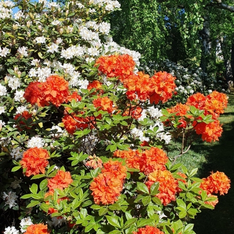 Rhododendren