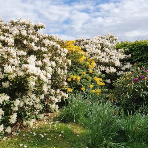 Rhododendren