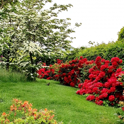 Rhododendren