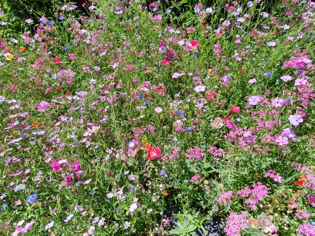 Bienenweide am Atrium