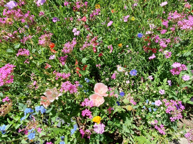 Bienenweide am Atrium