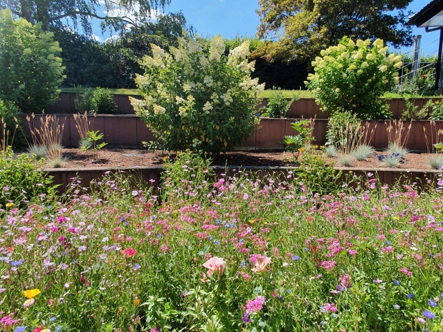 Bienenweide am Atrium