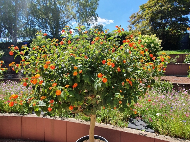 Bienenweide am Atrium