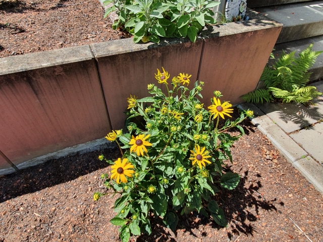 Bienenweide am Atrium