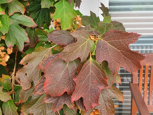 Eichblatthortensie - Herbstfärbung