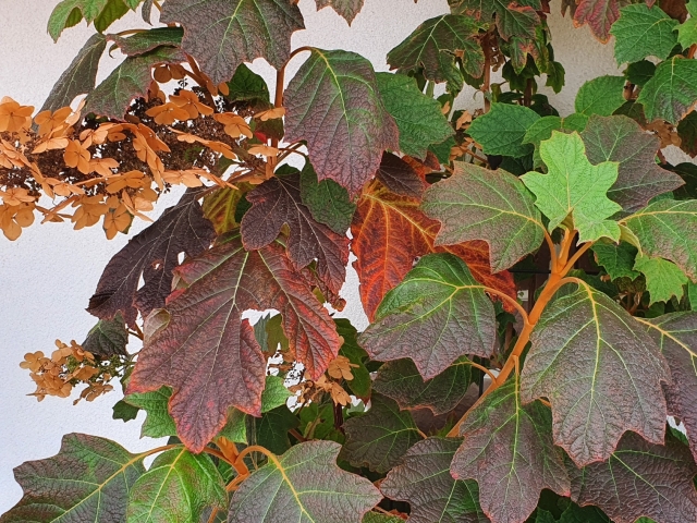 Eichblatthortensie - Herbstfärbung