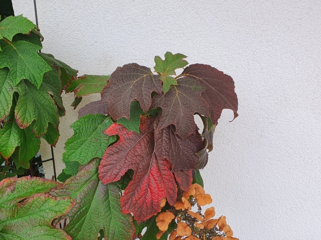 Eichblatthortensie - Herbstfärbung