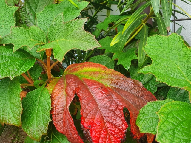 Eichblatthortensie - Herbstfärbung