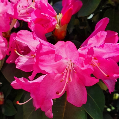 Rhododendren