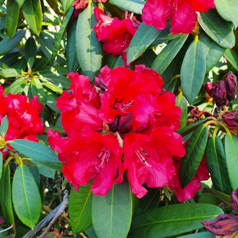 Rhododendren