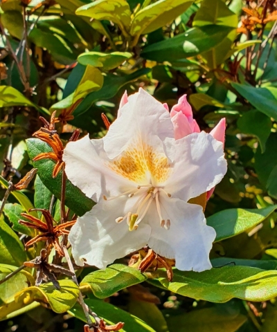 Rhododendren