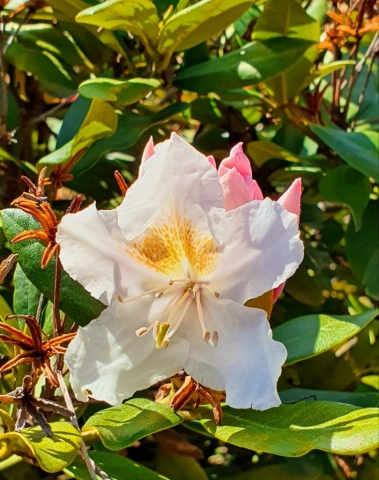 Rhododendren