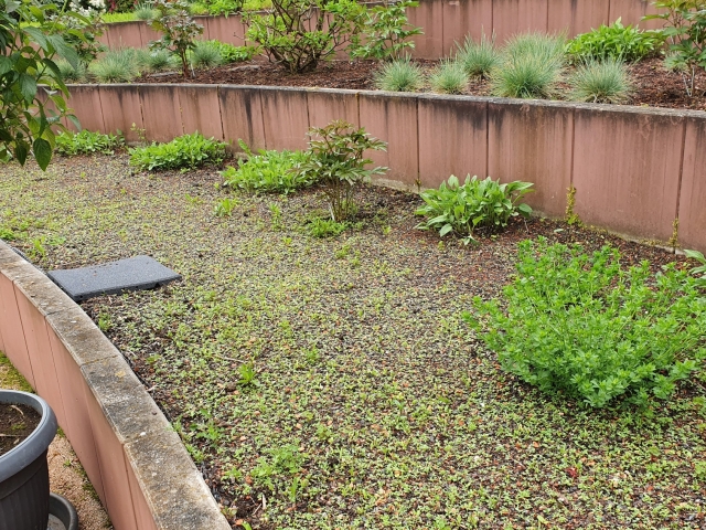 Bienenweide im Atrium Bienenweide im Atrium