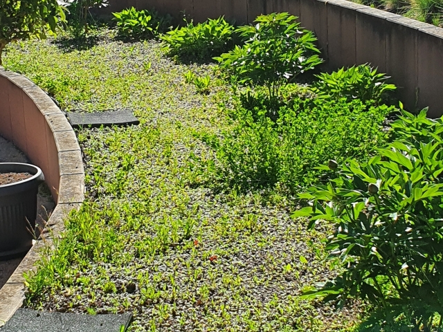 Bienenweide im Atrium Bienenweide im Atrium