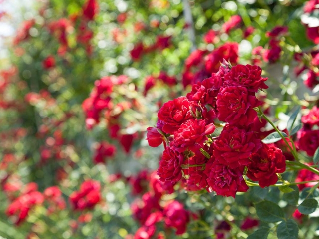 Gruß aus Baden-Baden