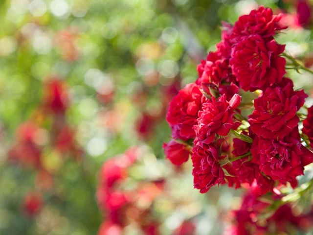 Gruß aus Baden-Baden