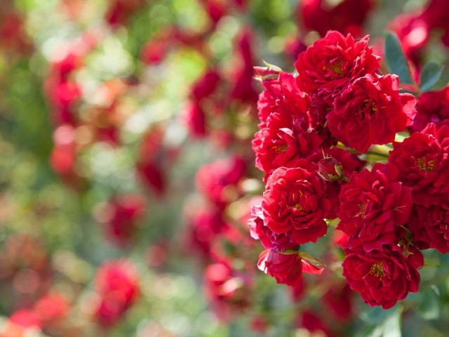 Gruß aus Baden-Baden