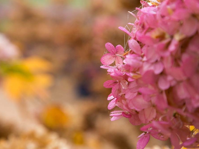 Hortensien Hortensien