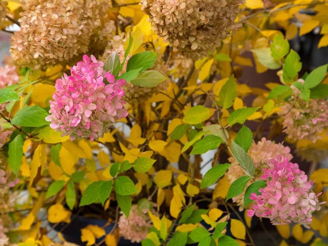 Hortensien Hortensien