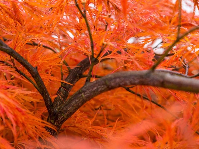 Herbst in der Villa Belveder