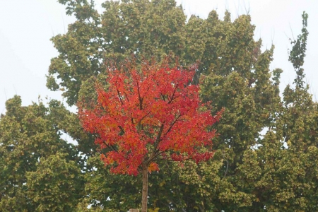 Lagerstroemia